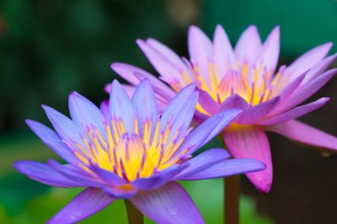 Pembe louts su çiçeği