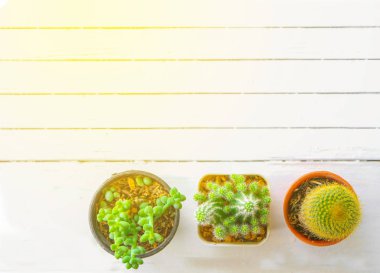 Ağaç kaktüs ahşap masanın üstüne koy