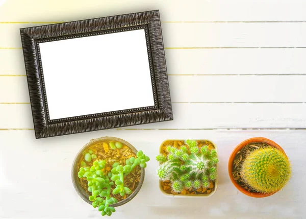 cactus with blank picture frame