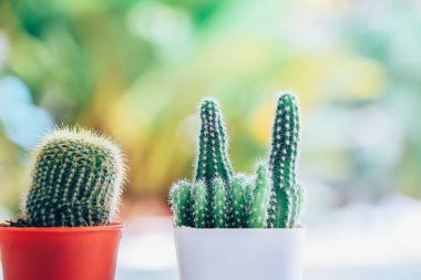 kaktüs tencerede yukarıya kapatmak