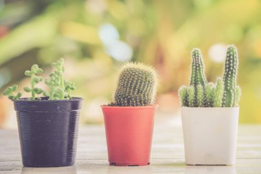 kaktüs tencerede yukarıya kapatmak