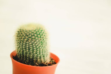 kaktüs tencerede yukarıya kapatmak