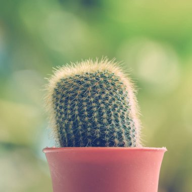 kaktüs tencerede yukarıya kapatmak