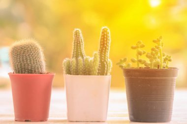 kaktüs tencerede yukarıya kapatmak