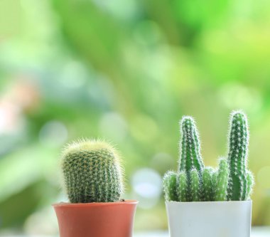 kaktüs tencerede yukarıya kapatmak 