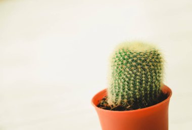 Tenceredeki kaktüs bitkisi 