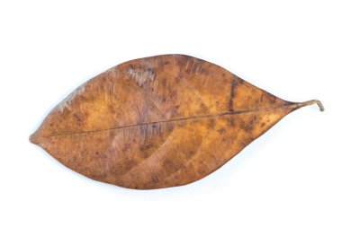 Kadar kuru yaprak kapatın 