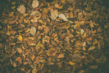 Doğada kurutulmuş yaprak