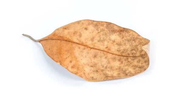Suchych liści z bliska — Zdjęcie stockowe