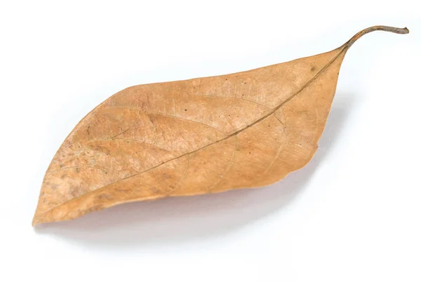 Suchych liści z bliska — Zdjęcie stockowe