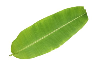 yeşil muz yaprağı