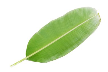 yeşil muz yaprağı