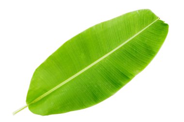 yeşil muz yaprağı