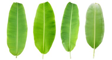 yeşil muz yaprağı