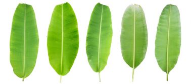 yeşil muz yaprağı