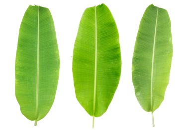 yeşil muz yaprağı