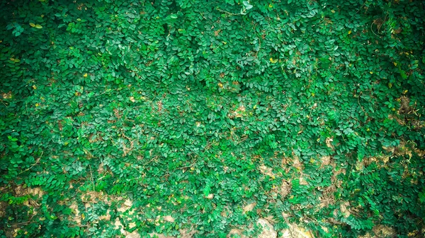 Зелений фон стіни рослини — стокове фото