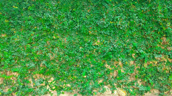 Green plant background — Stock Photo, Image