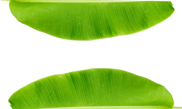 Зелений banana leaf — стокове фото