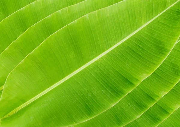 Hoja de plátano verde fresco — Foto de Stock