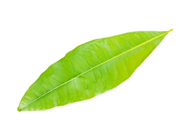 Yeşil yaprağı kapat