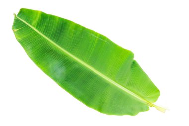 muz yaprağı arka plan