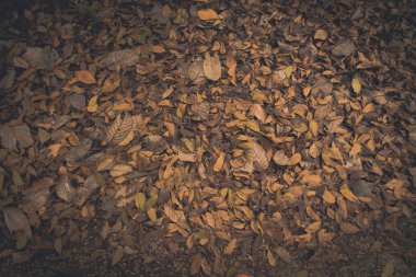 ölü yaprak arka plan