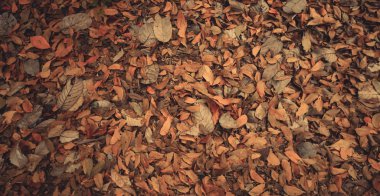 ölü yaprak arka plan