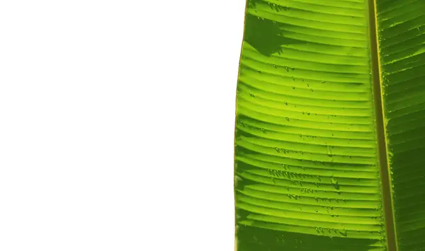 Close-up van bananenblad — Stockfoto