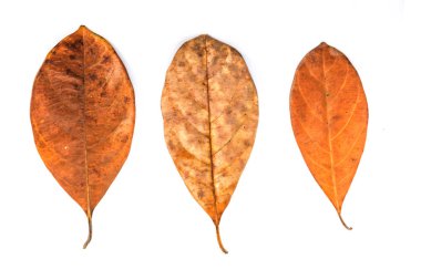 Ölü yaprak kadar kapatın