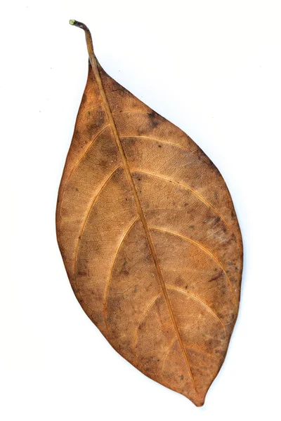 Bliska martwych liści — Zdjęcie stockowe