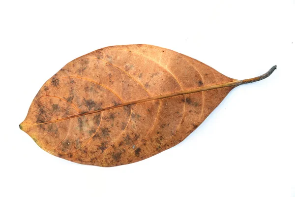 Закрыть мертвый лист — стоковое фото