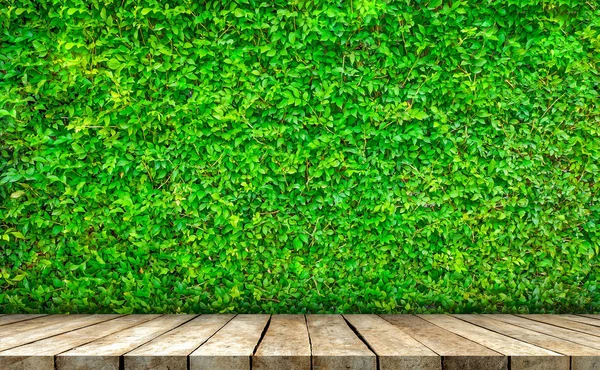 taze yeşil bitki duvar 