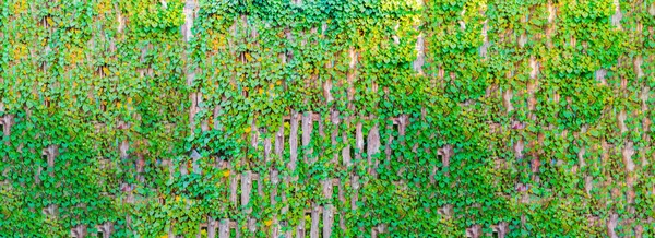 हिरव्या लहान वनस्पती — स्टॉक फोटो, इमेज