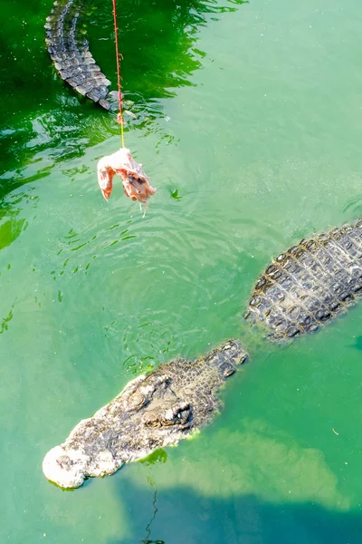 Crocodilo na água verde — Fotografia de Stock