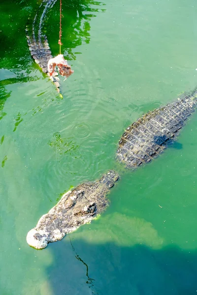 Krokodil im grünen Wasser — Stockfoto