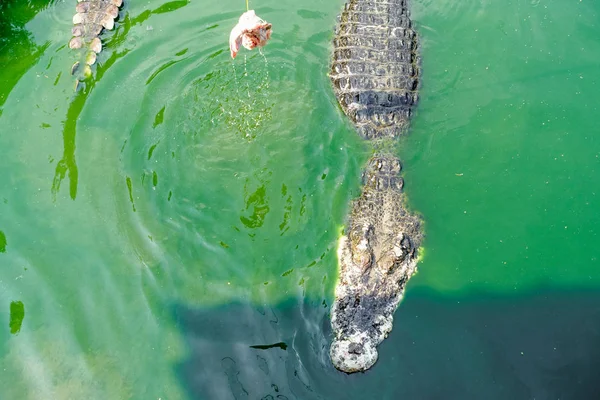 Krokodil im grünen Wasser — Stockfoto