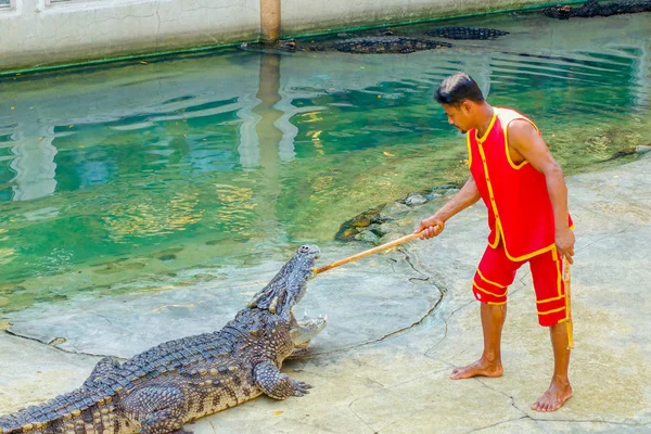 The Crocodile huntsman showing playing — Stock Photo, Image