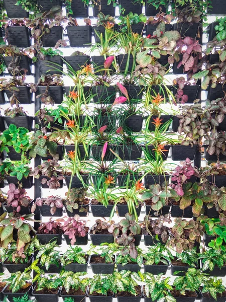 Duvarda Demlikli bitki