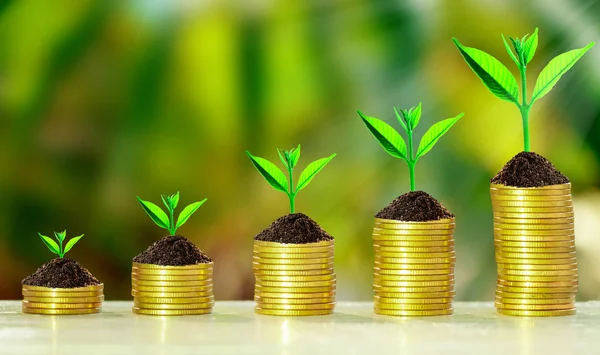 Árbol de crecimiento en recoger monedas — Foto de Stock