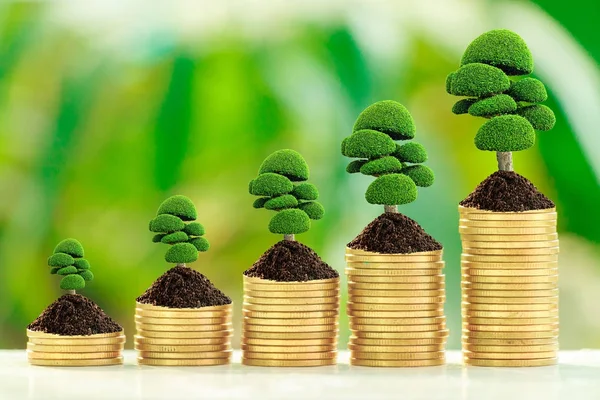 Árvore de crescimento em coletar moedas — Fotografia de Stock