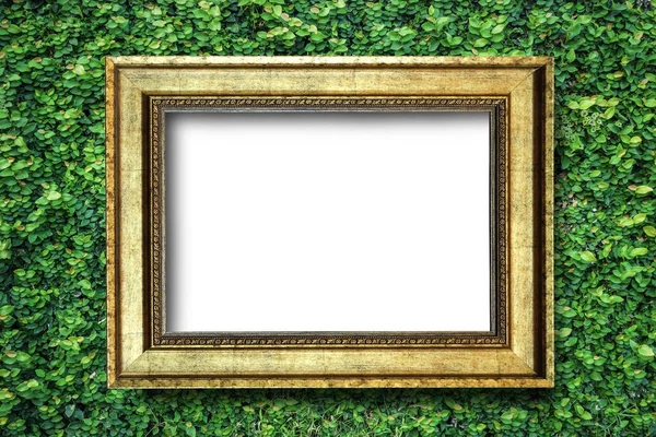 Picture frame on green plant background — Stock Photo, Image