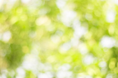 Taze yeşil doğa bulanık arka plan 