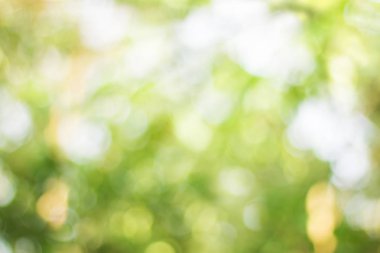 Taze yeşil doğa bulanık arka plan 