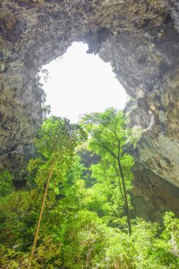 Mağara içinde ağaçlar. 