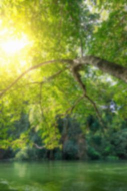  taze ağaç yeşil doğa 