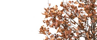 Ağaca ölü kapatın 