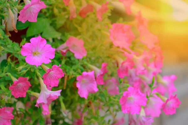 Nahaufnahme Blumen auf Natur Hintergrund — Stockfoto