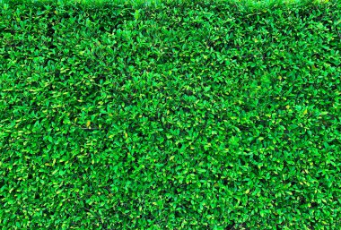 taze yeşil çimen dokusu