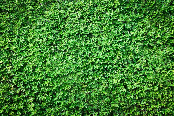Свежий зеленый фон травы Лицензионные Стоковые Изображения